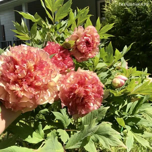 Пион Золотая Россыпь древовидный желтый