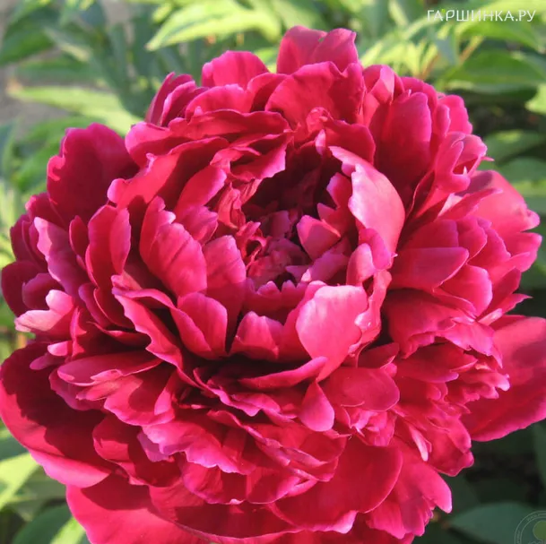 Пион Красный Феникс темно-красный