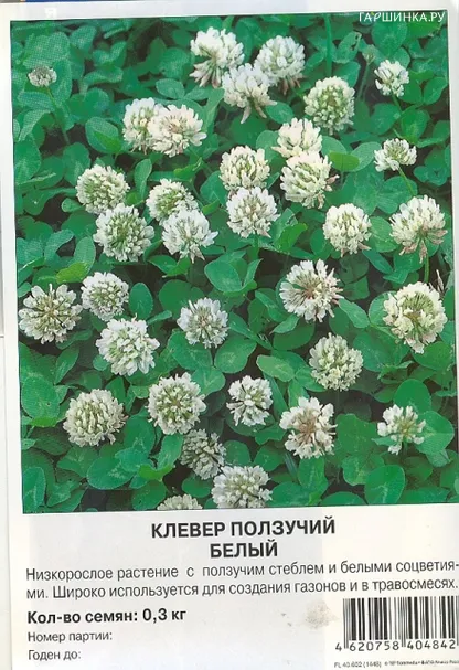 Клевер белый 0,3 кг, Семена Престиж