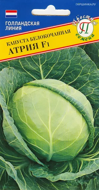 Капуста Атрия F1 белокочанная 10 шт, Семена Престиж