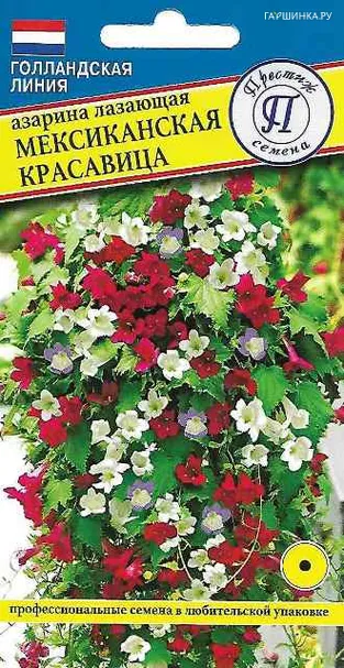 Азарина Мексиканская красавица лазающая 5 шт, Семена Престиж