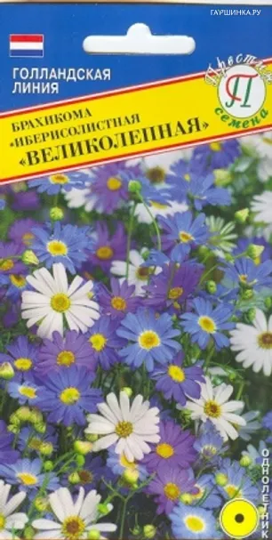 Брахикома Великолепная 0,05 гр, Семена Престиж
