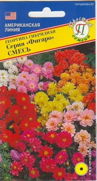 Георгина Фигаро Смесь гибридная 7 шт, Семена Престиж