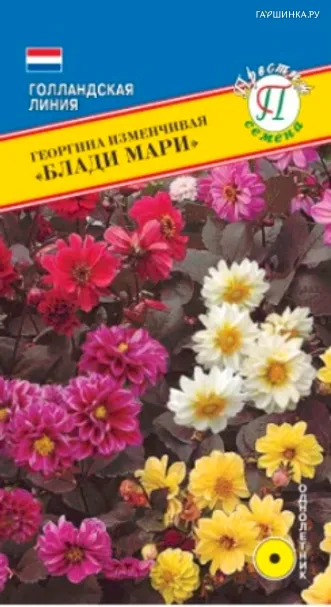 Георгина Блади Мари изменчивая 20 шт, Семена Престиж