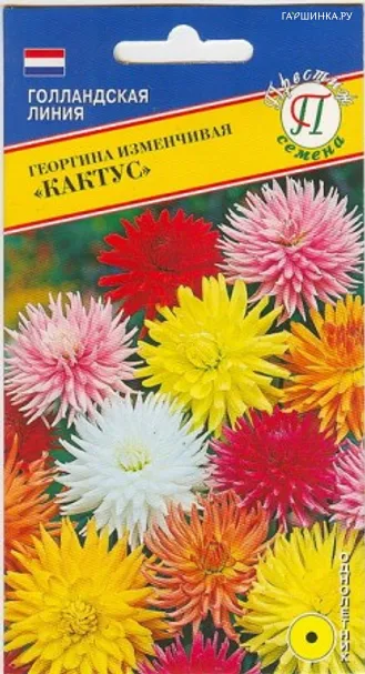 Георгина изменчивая "Кактус" 20 шт, Престиж