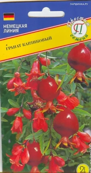 Гранат карликовый 5 шт, Престиж