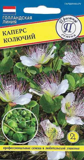 Каперс колючий 3 шт, Семена Престиж