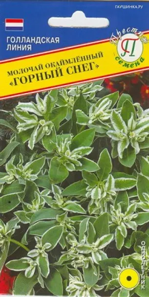 Молочай окаймленный "Горный снег" 20 шт, Престиж