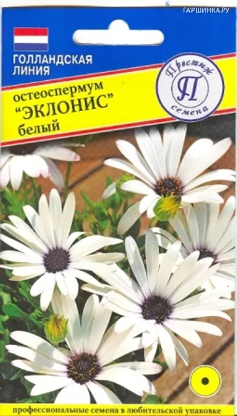 Остеоспермум Эклонис белый 0,05 г, Семена Престиж