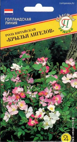 Роза китайская Крылья Ангелов 20 шт, Престиж