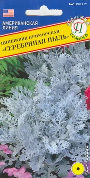 Цинерария "Серебряная пыль" 100 шт, Престиж