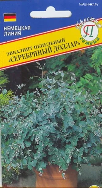 Эвкалипт Серебряный доллар 5 шт, Семена Престиж