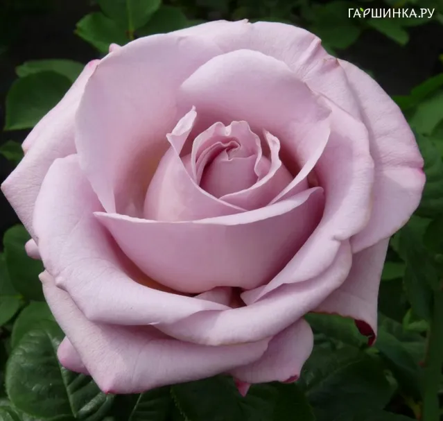Роза Блу Герл