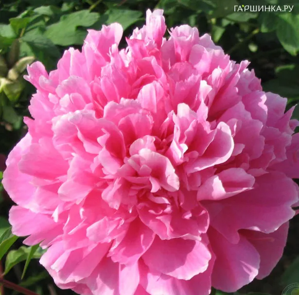 Пион Красный Пик красный