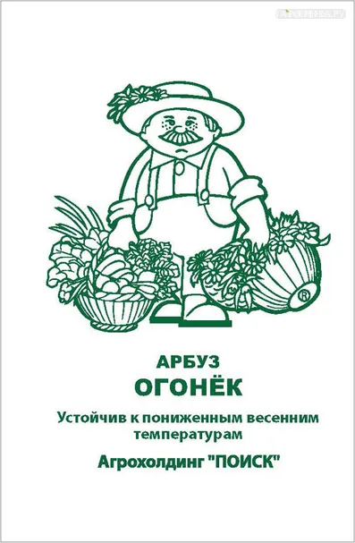 Арбуз Огонек 15, Поиск