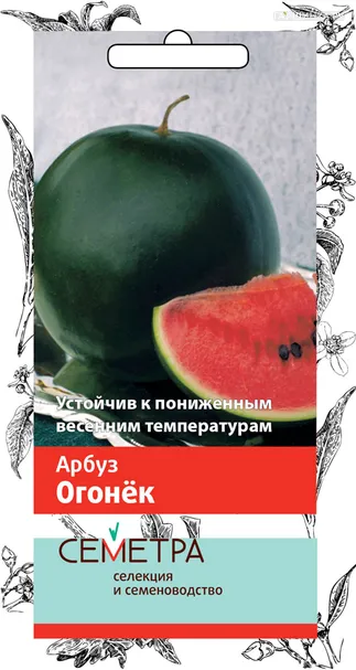 Арбуз Огонек 1, Поиск