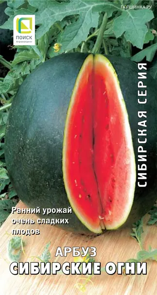 Арбуз Сибирские огни 15, Поиск