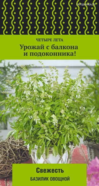 Базилик Свежесть (А) овощной 0,1, Семена Поиск
