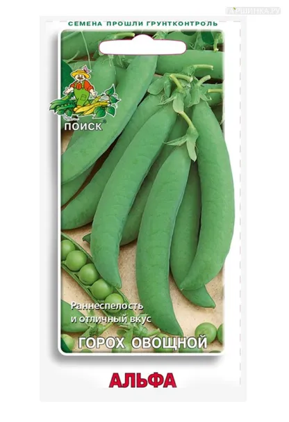 Горох Альфа овощной 10, Поиск