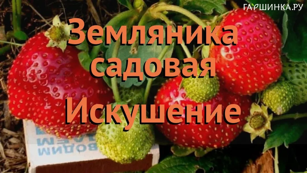 Земляника Искушение (А) 10, Поиск