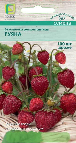 Земляника Руяна ремонтантная 100, Поиск