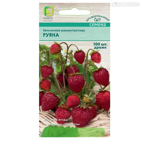 Земляника Руяна ремонтантная (Драже)  100, Поиск
