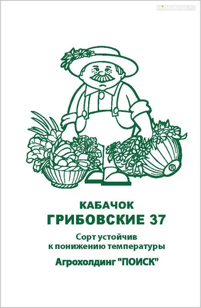 Кабачок Грибовские 37 2, Поиск