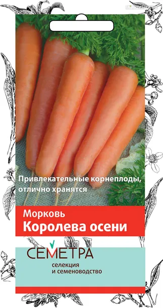 Морковь Королева осени 2, Поиск