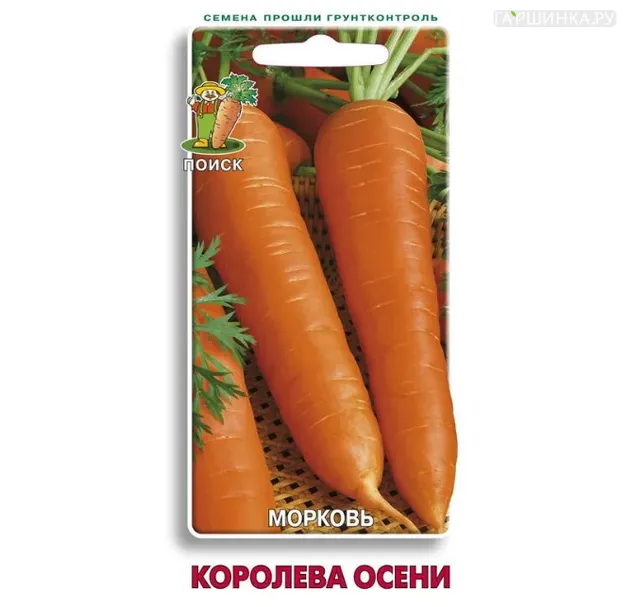 Морковь Королева осени 2, Поиск