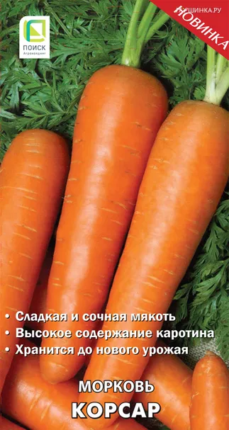 Морковь Корсар (А) 2, Поиск
