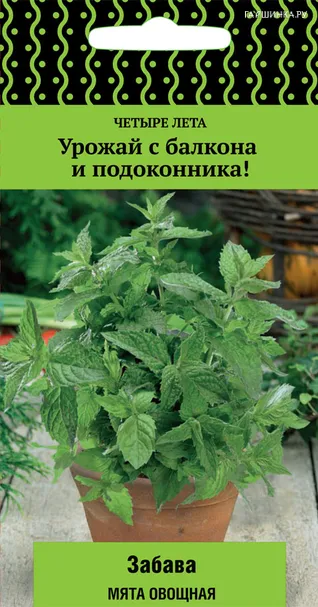 Мята Забава (А) овощная 20, Семена Поиск