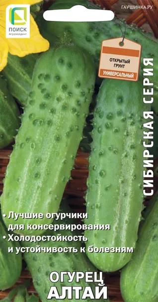 Огурец Алтай 15, Поиск