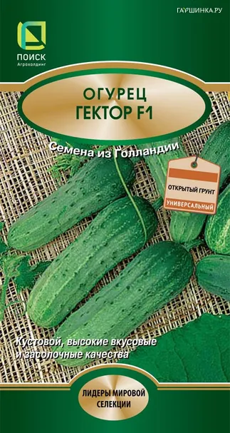 Огурец Гектор F1 10, Поиск