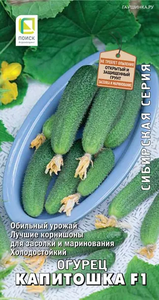 Огурец Капитошка F1 (А) 12, Поиск