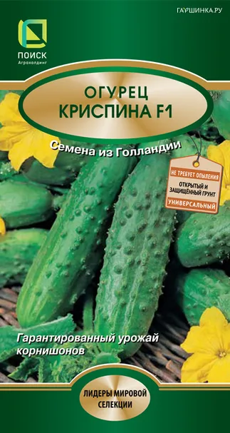 Огурец Криспина F1 12, Поиск