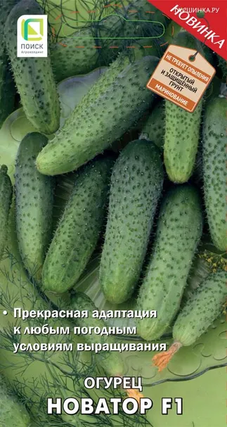 Огурец Новатор F1 (А) 12, Поиск