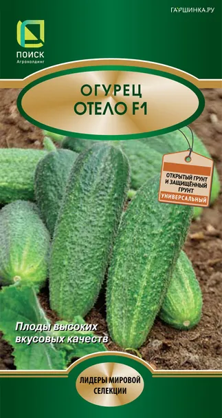 Огурец Отело F1 12, Поиск