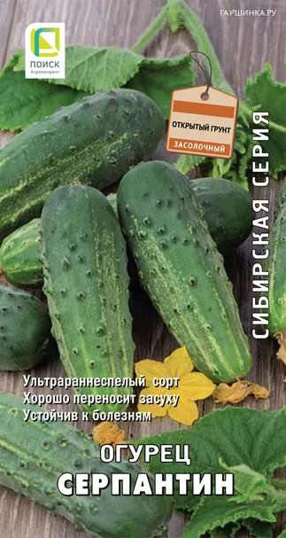 Огурец Серпантин 15, Поиск