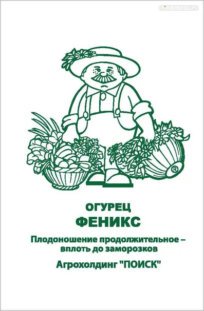 Огурец Феникс 0,5, Поиск