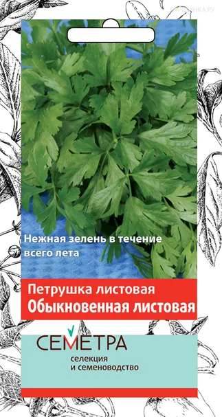 Петрушка Обыкновенная листовая 3, Семена Поиск