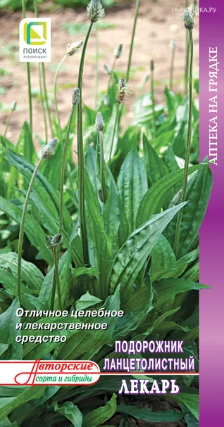 Подорожник Лекарь ланцетолистный 0,1 г, Семена Поиск