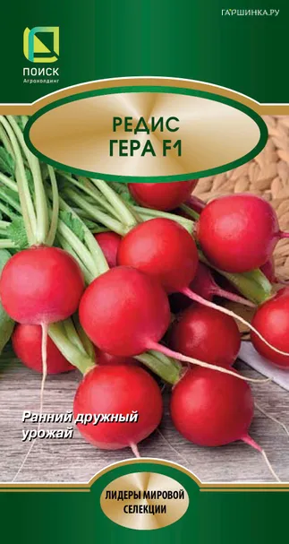Редис Гера F1 (А) 2, Поиск