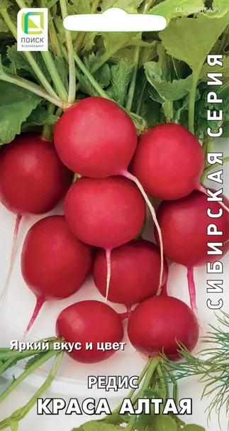 Редис Краса Алтая 3, Поиск