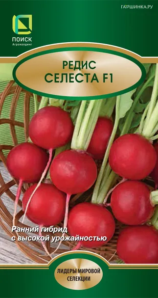 Редис Селеста F1 2, Поиск