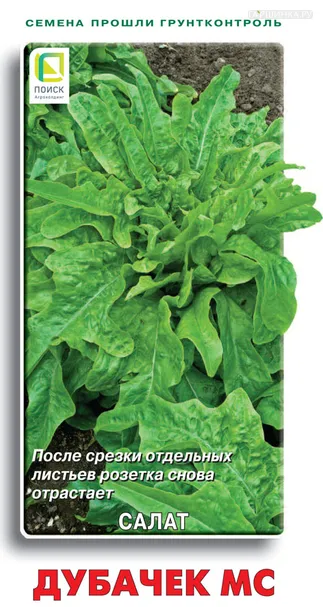 Салат Дубачек МС 1, Поиск