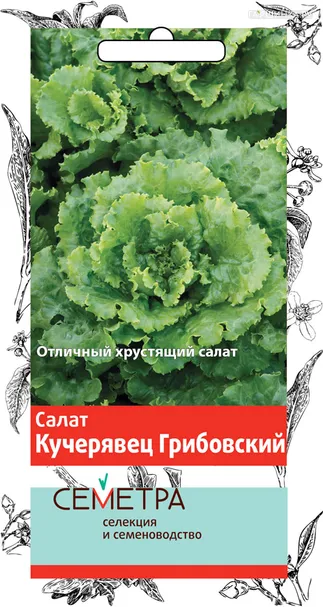 Салат Кучерявец Грибовский 1, Поиск