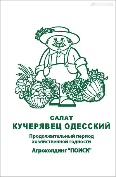 Салат Кучерявец Одесский 1, Поиск