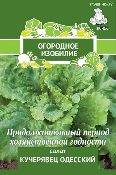 Салат Кучерявец Одесский 1, Поиск