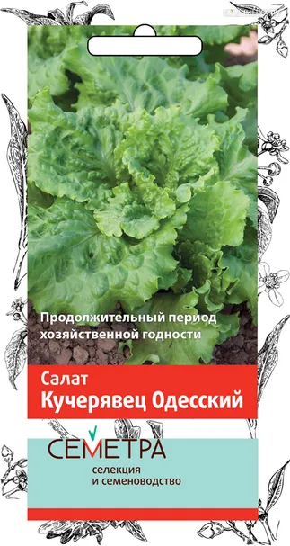 Салат Кучерявец Одесский 1, Поиск