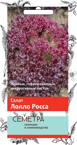 Салат Лолло Росса 1, Поиск